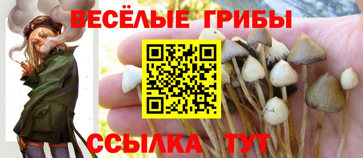 Псилоцибиновые грибы Cubensis  Вход с VPN  Галлюциногенные грибы Cubensis  Клинцы 